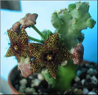 Caralluma crenulata x hexagona